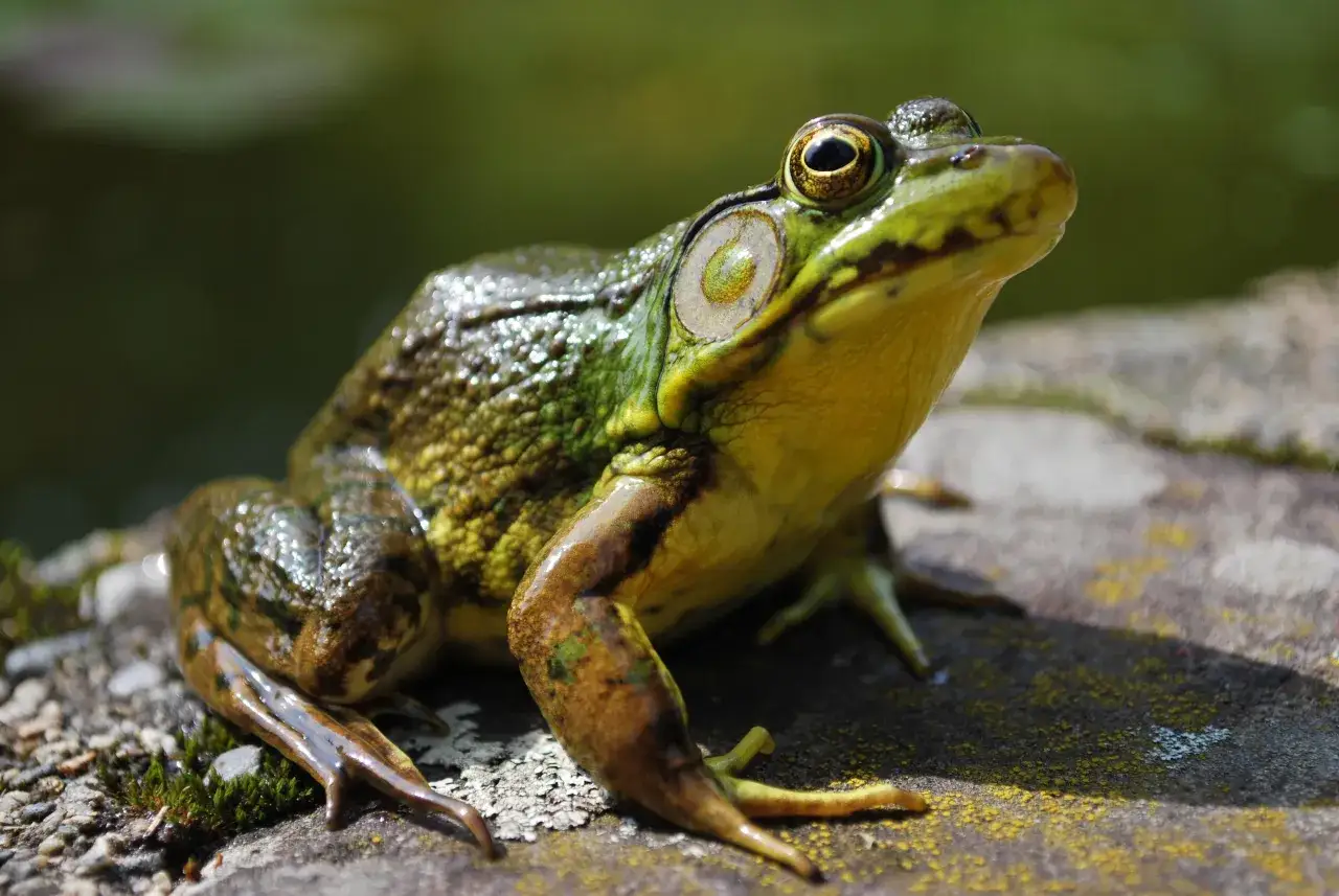Une grenouille verte, aux yeux dorés, se repose sur une pierre moussue près d'une mare.