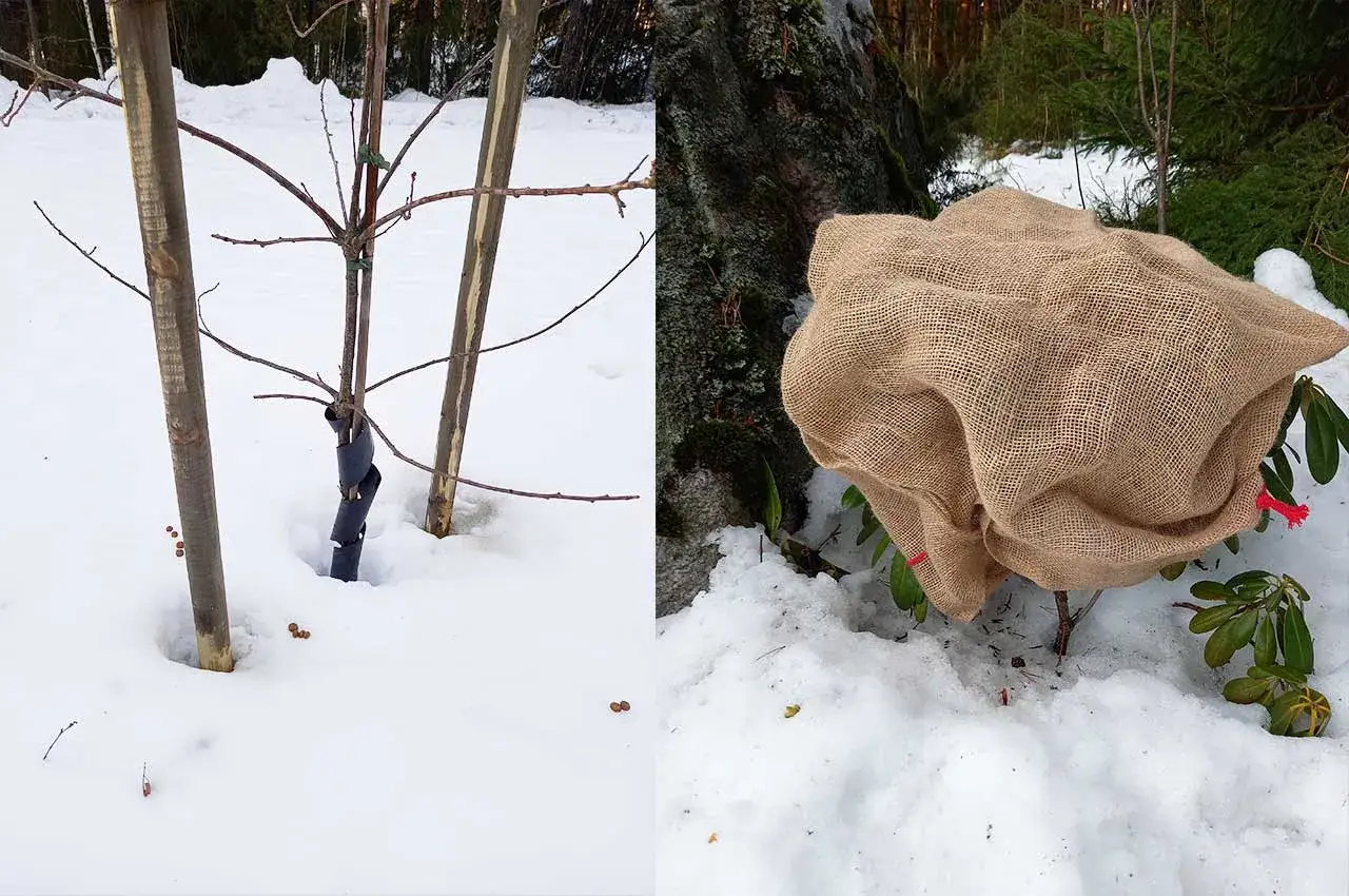 Vinterf&ouml;rberedelser i tr&auml;dg&aring;rden: ett ungt tr&auml;d med st&ouml;d och en rhododendron skyddad under en s&auml;ckv&auml;vskupa.