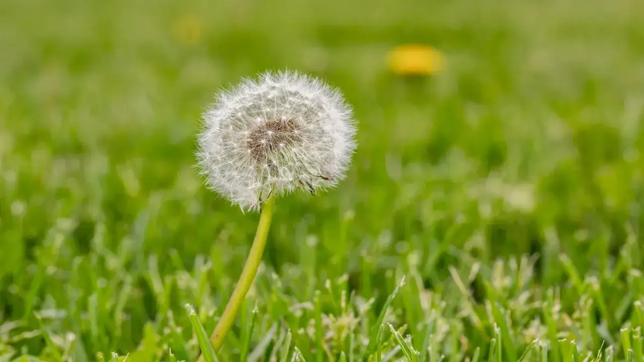 A fluffy dandelion seed head, a common sight among iowa lawn weeds, stands tall against a blurred green background.