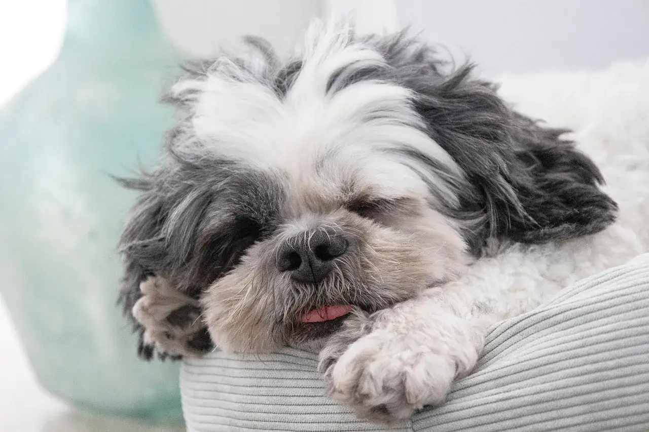 Śpiący piesek Shih Tzu z wystającym języczkiem. Czy psu można dać hydroksyzynę? Konsultacja z weterynarzem jest kluczowa.