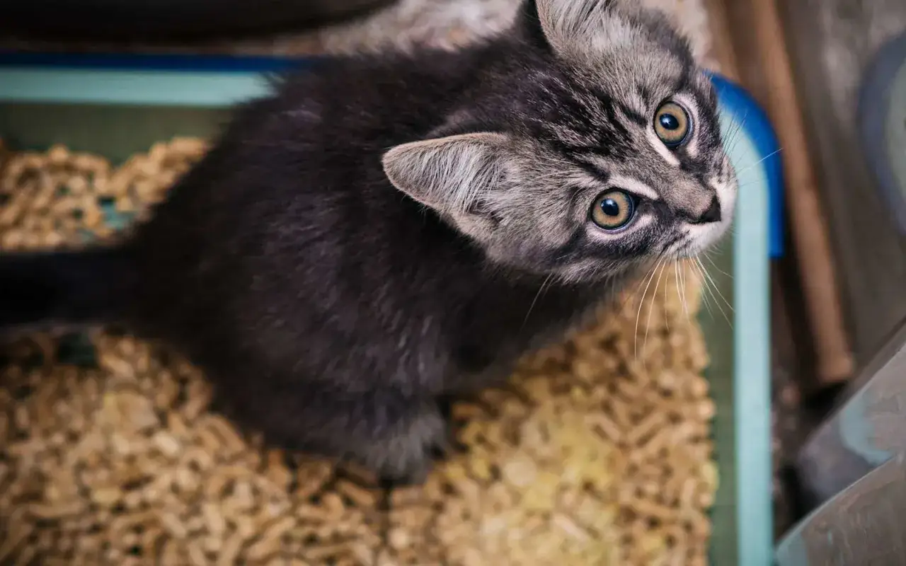 Un chaton gris tigré regarde avec curiosité, assis dans sa litière. Il semble que mon chat urine beaucoup dans sa litière, mais il est si mignon !
