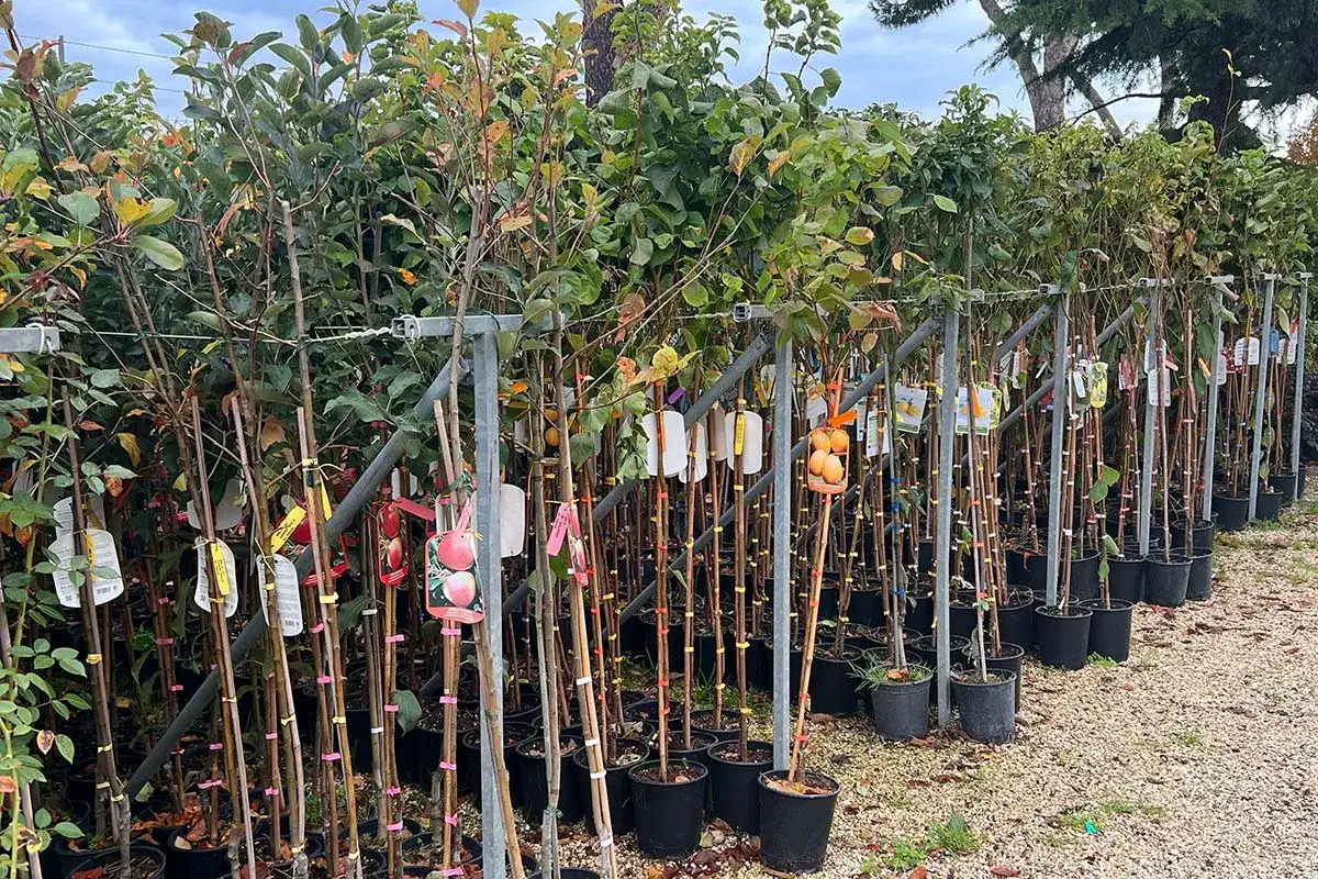 Filari di giovani alberi da frutto in vaso, alcuni con cartellini raffiguranti pesche e un cesto di amarena frutto.