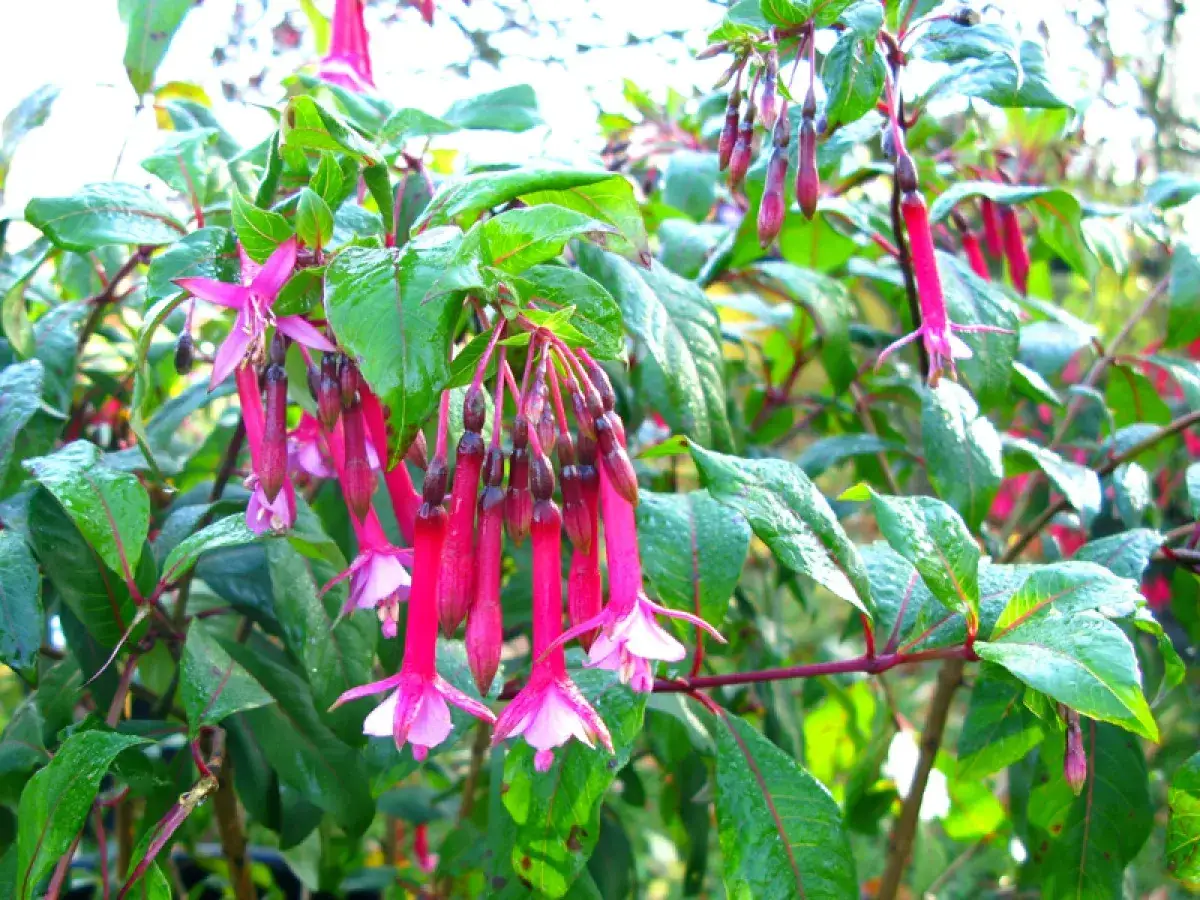 Plante fuchsia aux fleurs roses et violettes tombantes, avec des feuilles vertes brillantes.