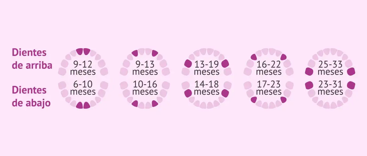 Guía visual de cuándo comienzan a salir los dientes en bebés, mostrando la erupción de dientes superiores e inferiores por meses.