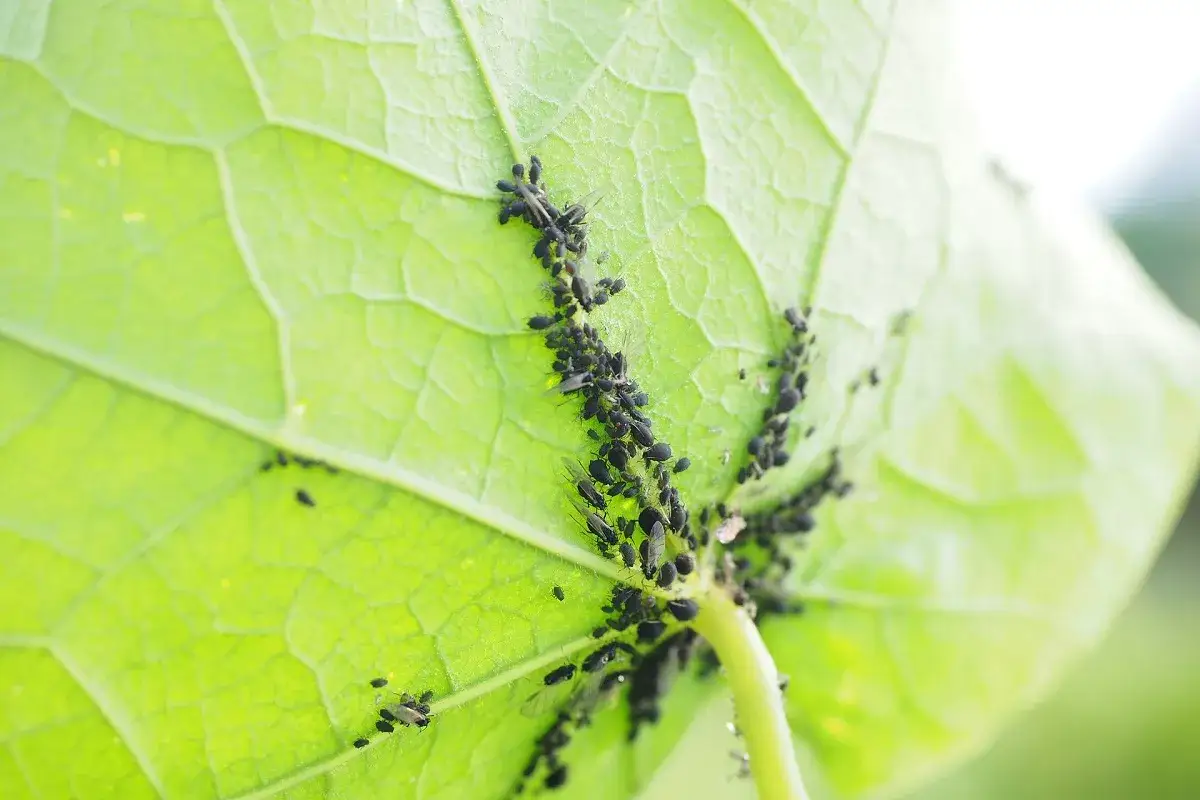 Un gruppo di afidi neri si aggrappa alla parte inferiore di una foglia verde brillante, con alcune uova visibili tra loro.