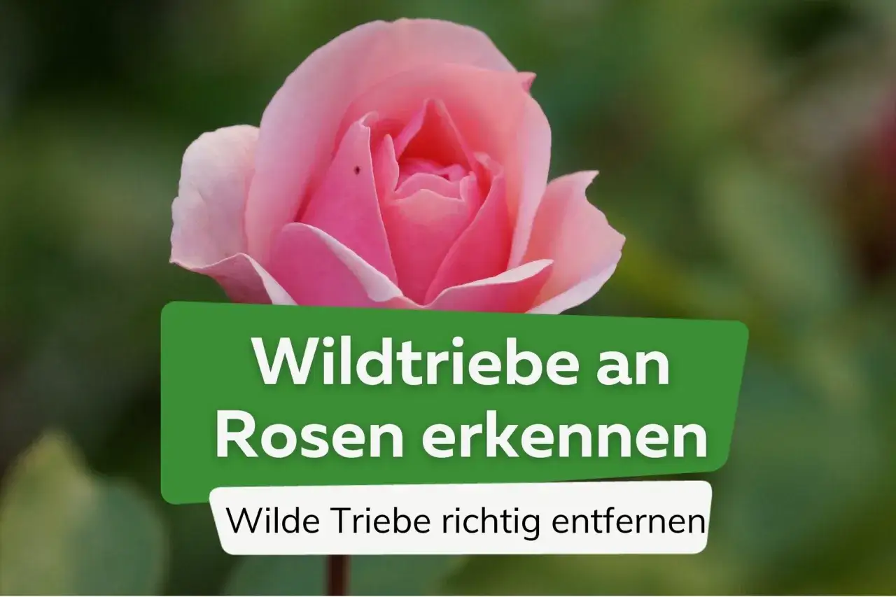 Nahaufnahme einer zarten rosa Rose. Ein grünes Banner mit weißer Schrift erklärt, wie man **Wildtriebe an Rosen erkennen** und wilde Triebe richtig entfernt.