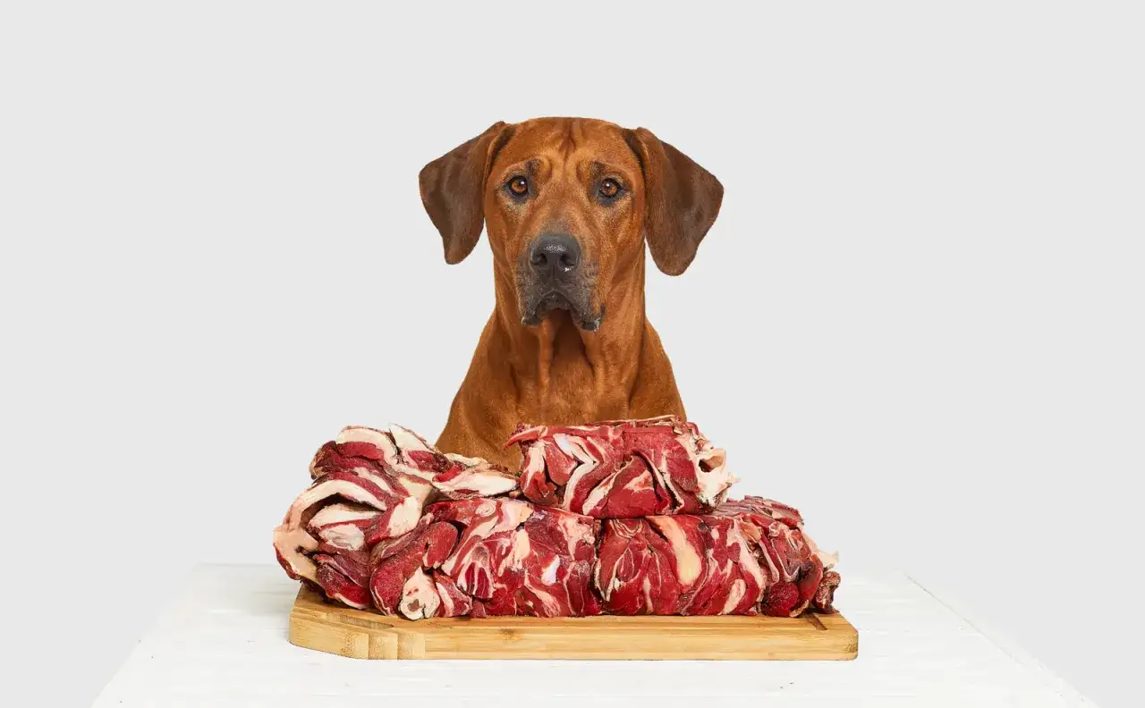 Rhodesian Ridgeback blickt auf einen Berg rohen Fleisches. Ist Barfen gesund? Ja, f&uuml;r diesen Hund sieht es so aus!