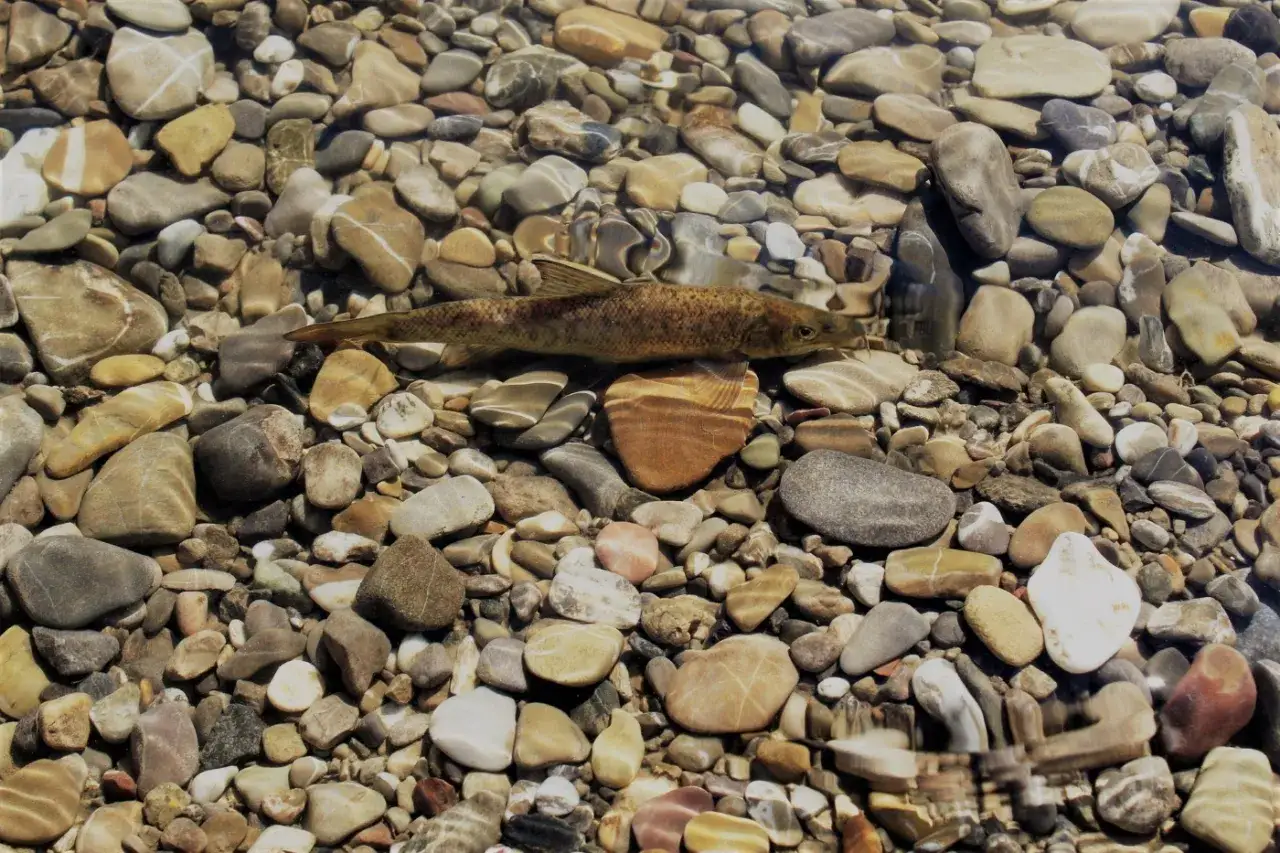 Ein Fisch ruht auf Kieseln am Flussgrund, bereit f&uuml;r die barbe laichzeit.