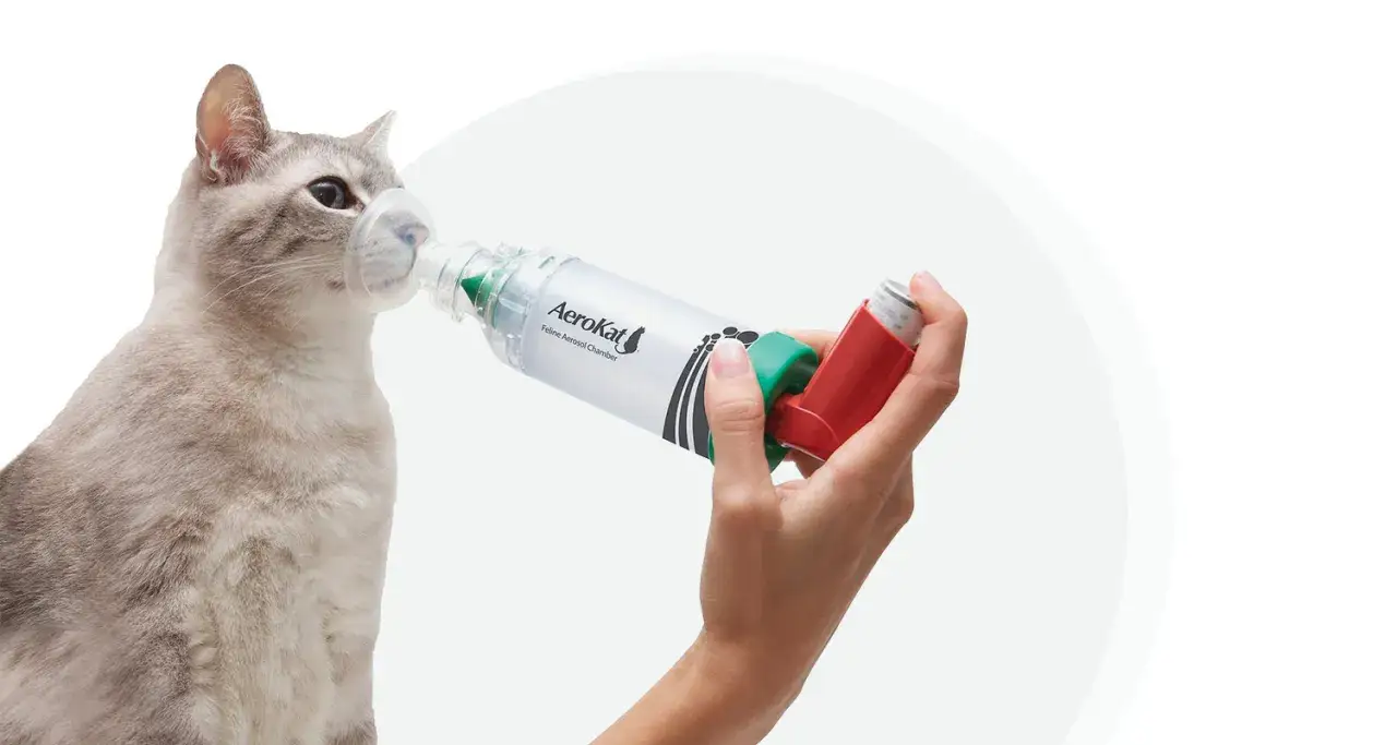 Kot z maską AeroKat, która pomaga w leczeniu astmy u kota. Dłoń trzyma inhalator.