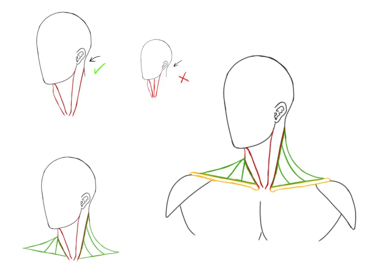 Dessin anatomique montrant les muscles du cou et de l'épaule. Des lignes rouges et vertes indiquent les formes musculaires, avec un exemple de ce qu'il faut éviter.