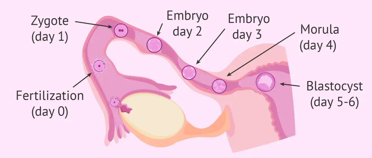 Ilustración del inicio del primer mes de embarazo: desde la fertilización hasta el blastocisto.