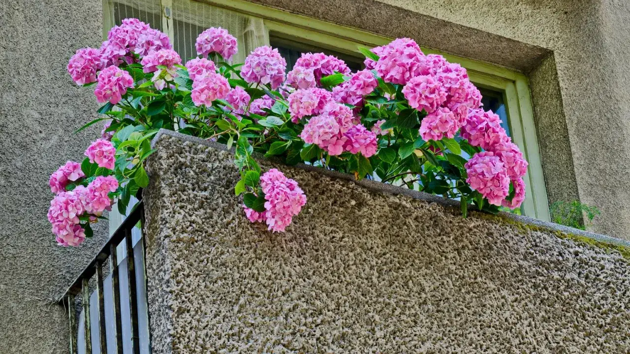 Jaka hortensja na balkon! Krzaczaste, różowe kwiaty bujnie kwitną na betonowym parapecie, tworząc barwną ozdobę.