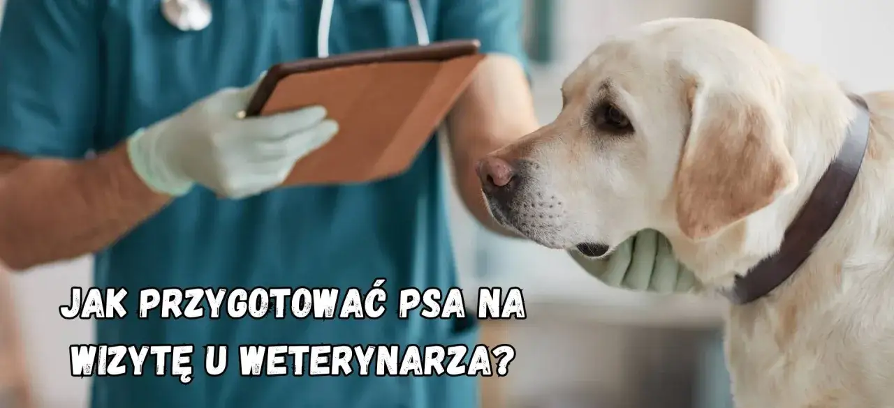 pies zestresowany u weterynarza