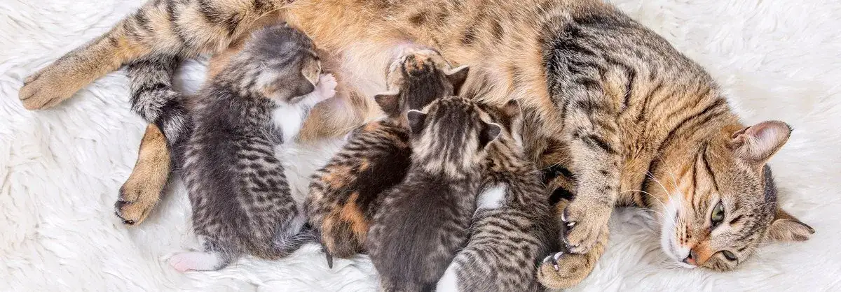 Zdjęcie Kiedy kotka może zajść w ciążę po porodzie? Oto zaskakujące fakty