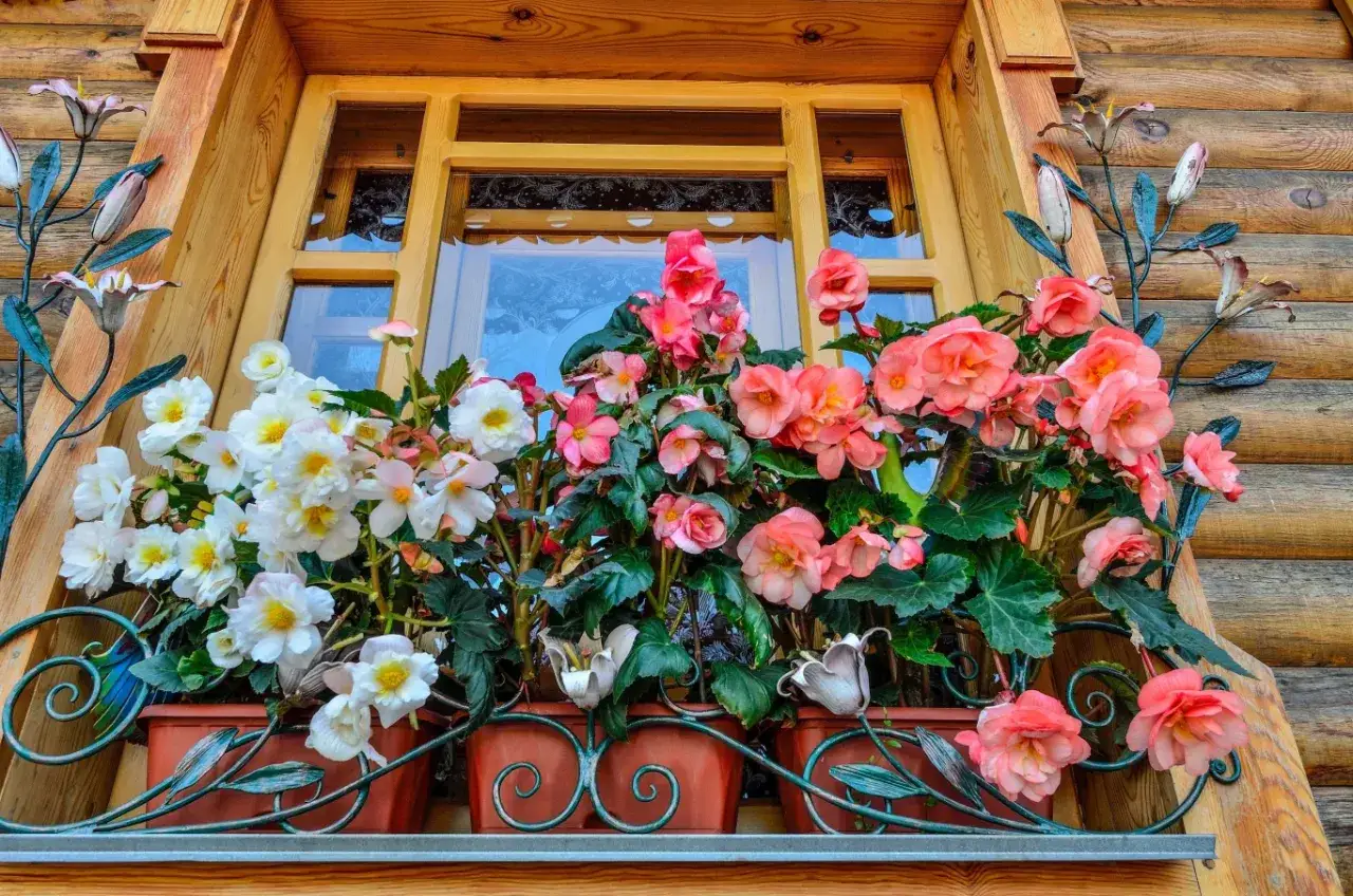 Piękna begonia stale kwitnąca w doniczkach na drewnianym parapecie okiennym. Kwiaty w odcieniach bieli i różu.
