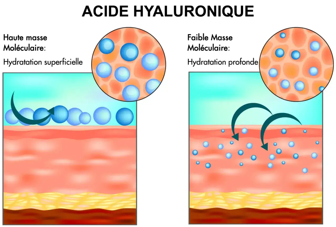 Illustration comparant l'acide hyaluronique à haute et faible masse moléculaire pour l'hydratation de la peau.