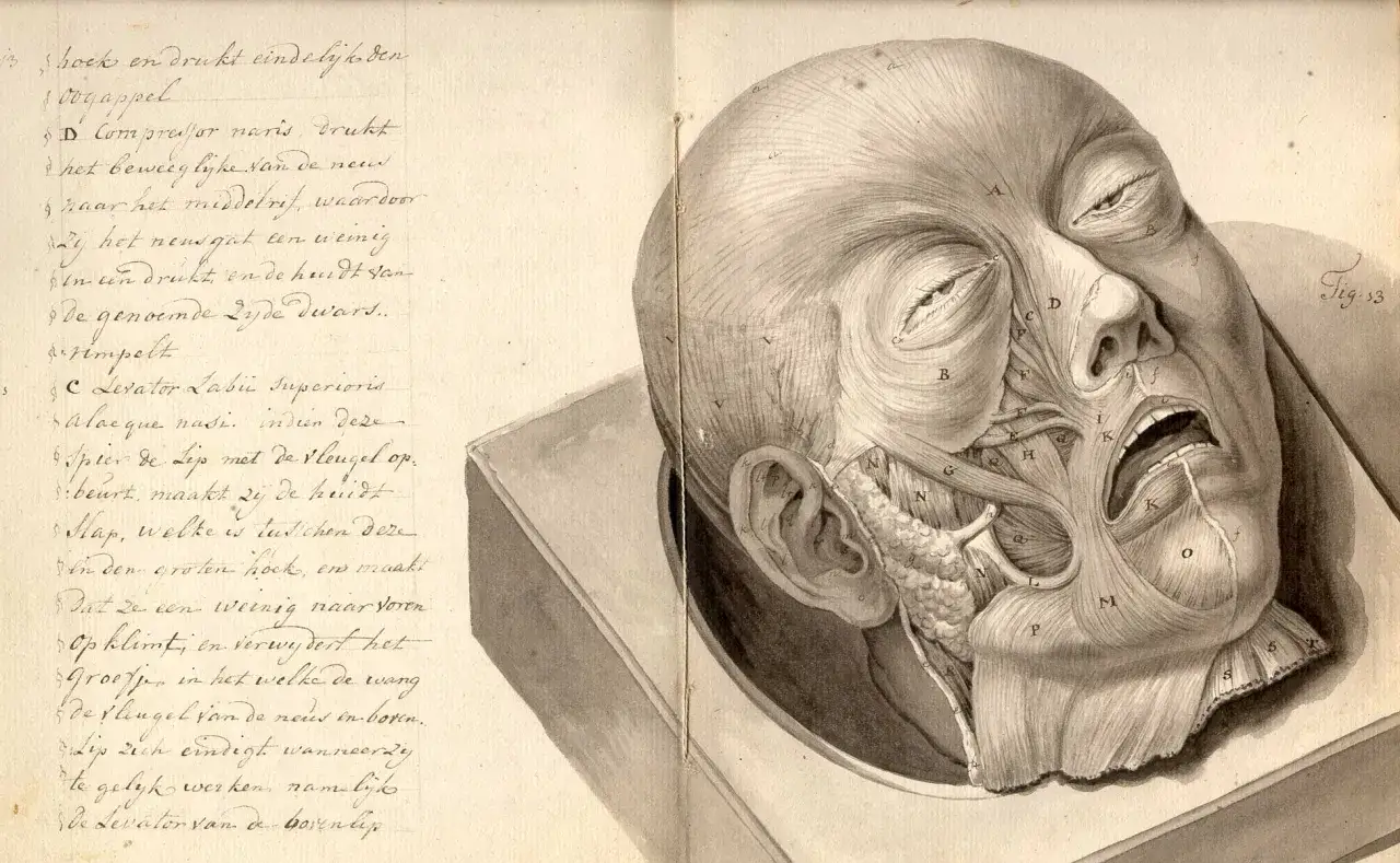 Szczegółowa anatomia człowieka po polsku: rysunek mięśni twarzy z widocznymi naczyniami i nerwami.