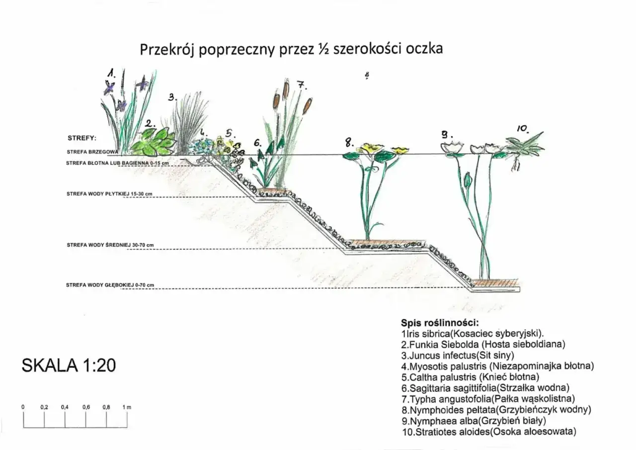 Schemat przedstawia przekrój oczka wodnego z podziałem na strefy i propozycjami roślin do stawu: od brzegowych po głębinowe.