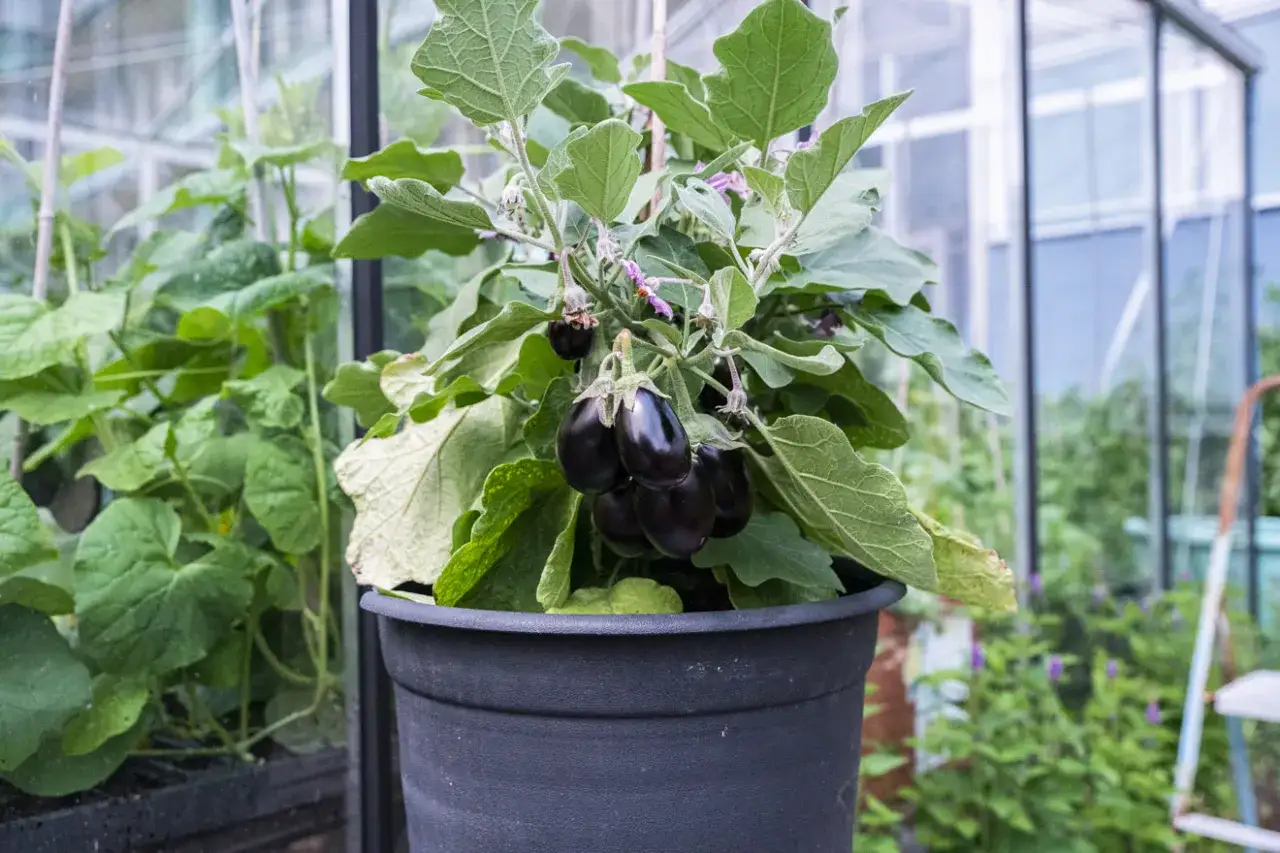 En planta med mörka auberginer växer i en svart kruka. Det är en fin syn att odla aubergine i kruka.