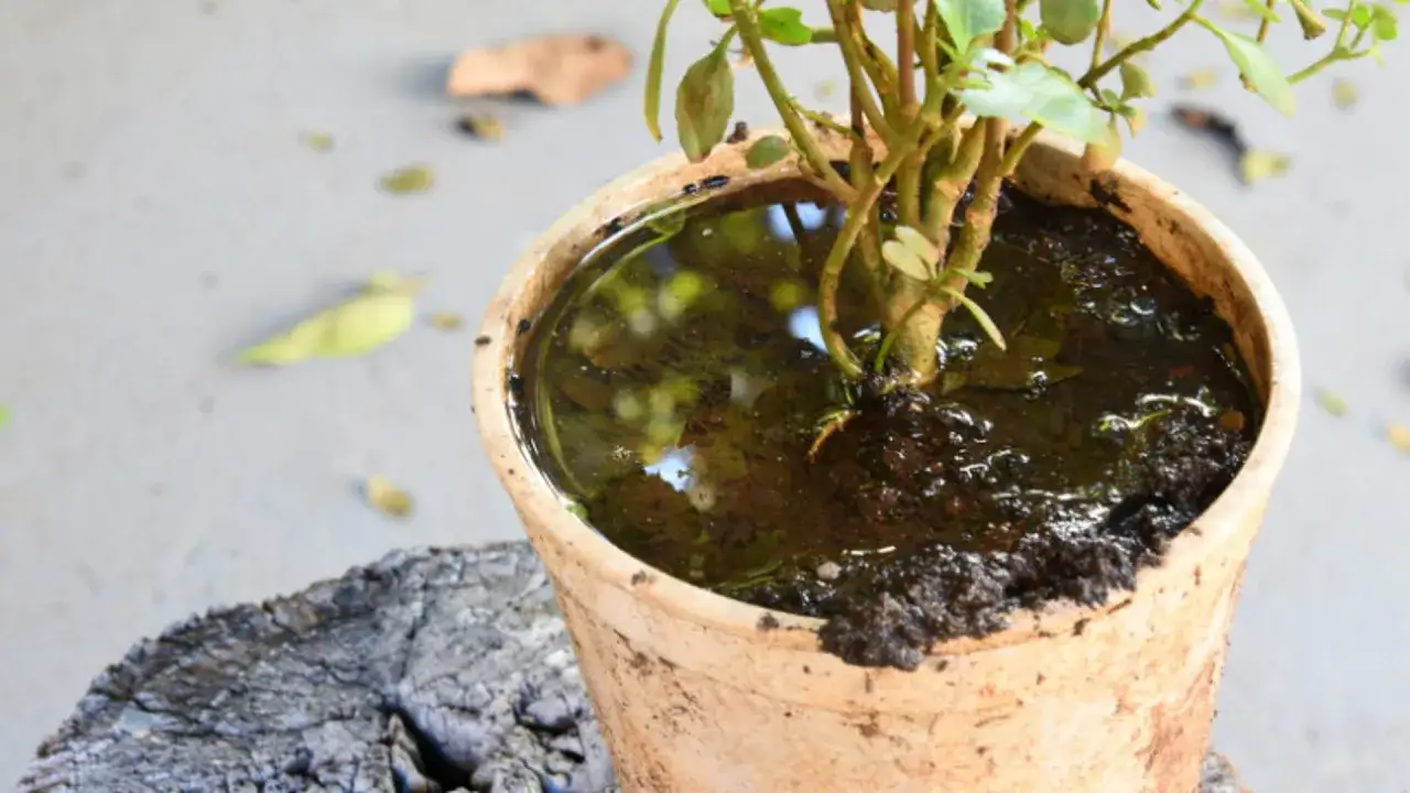 Maceta con planta encharcada, un m&eacute;todo para revivir una planta que necesita agua.