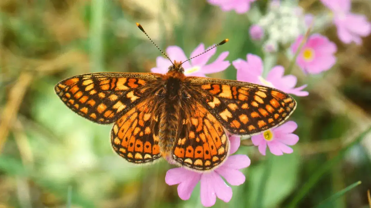 Ein goldener Scheckenfalter ruht auf zarten rosa Bl&uuml;ten. Seine Fl&uuml;gel zeigen ein faszinierendes Muster aus Orange und Schwarz.