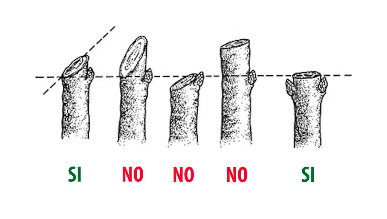 Illustrazione che mostra la corretta potatura alberi: tagli inclinati sopra le gemme (SI) e tagli dritti o troppo bassi (NO).
