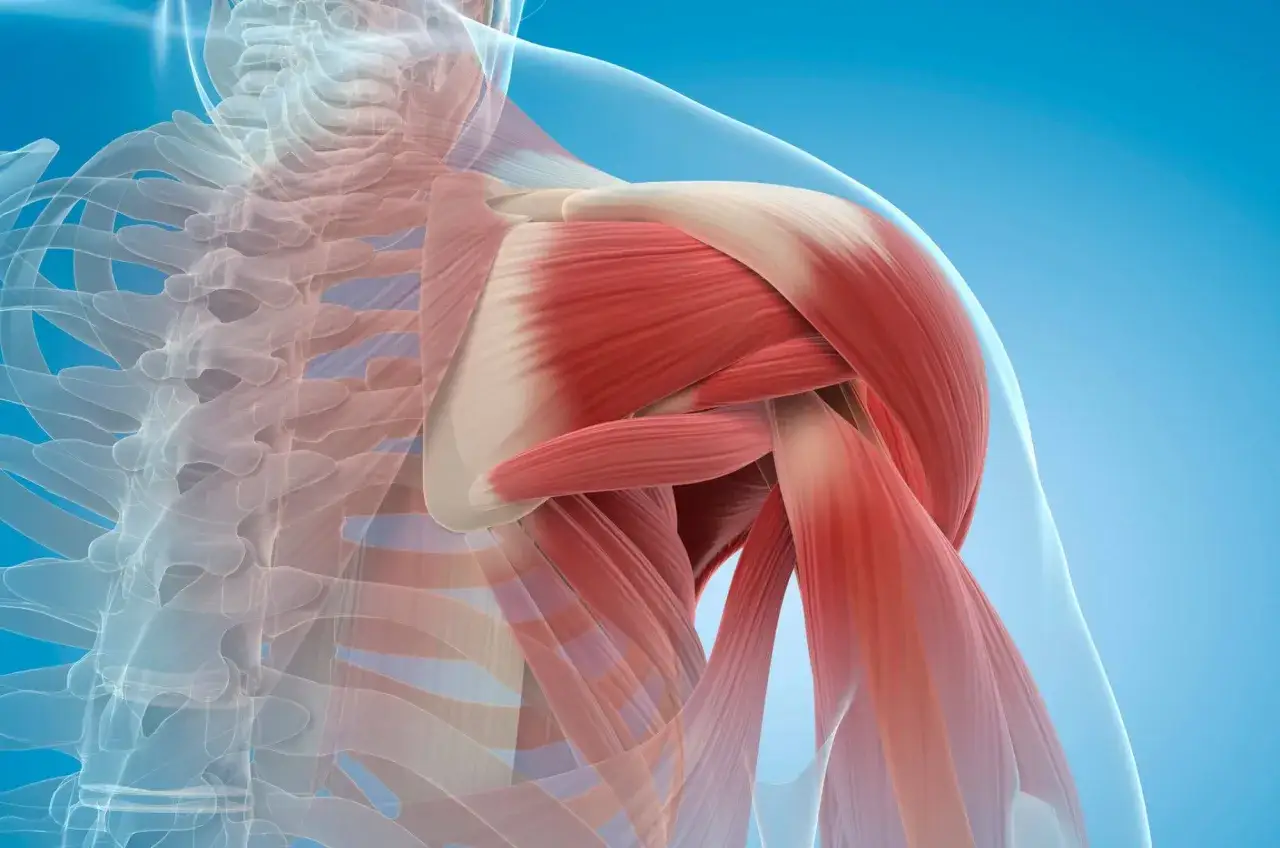 Anatomia barku z widocznymi mięśniami, ukazująca ich strukturę i połączenia. Detale mięśniowe sugerują proces spalania mięśni podczas intensywnego wysiłku.