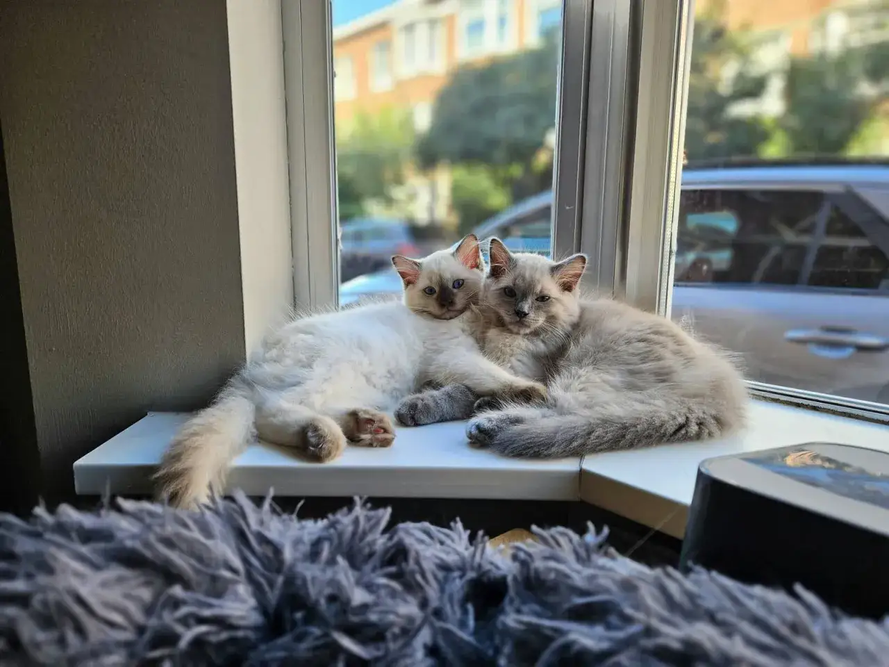 Ragdoll kotka i kocur porównanie
