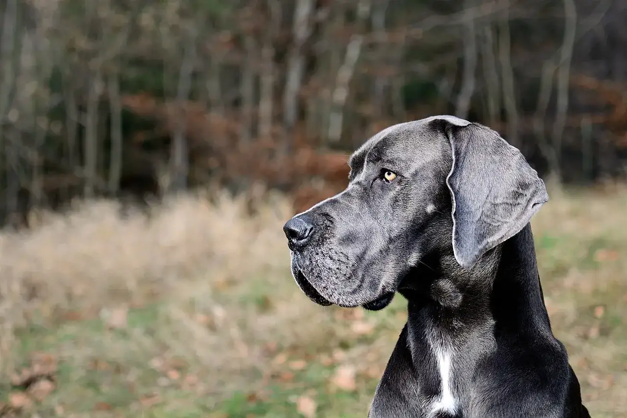 Piękny dog niemiecki, jego waga imponuje. Spogląda w bok na tle jesiennego krajobrazu.