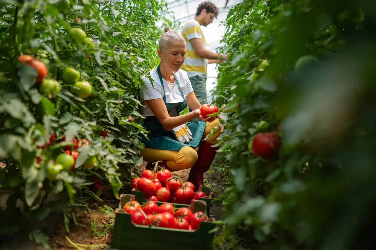Une femme récolte des tomates dans une serre, un homme travaille derrière elle. Elle tient une tomate mûre, prête à être mise dans une caisse. Une vraie gourmande de tomate !