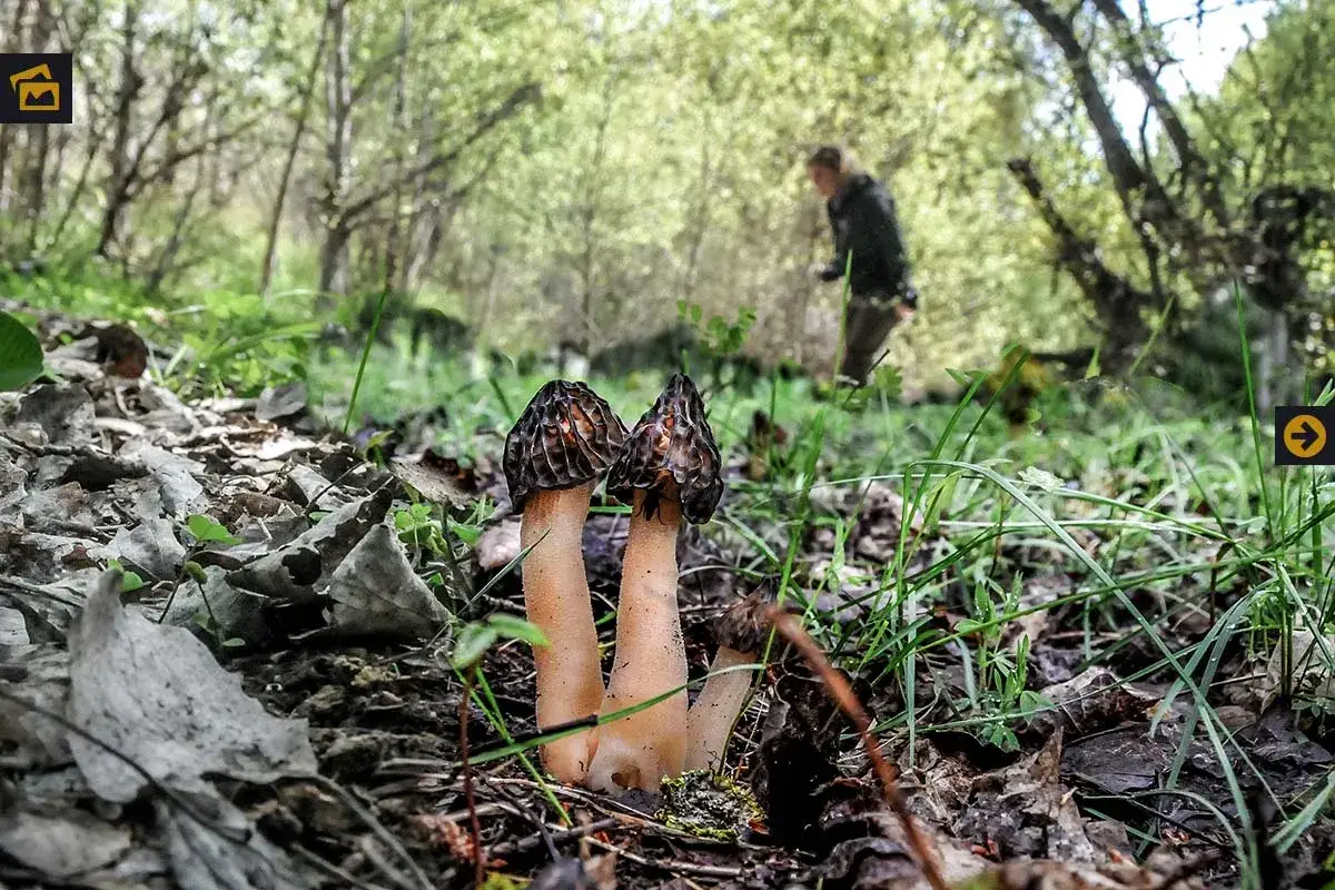 Dos hongos morilla, también conocidos como setas de primavera, emergen del suelo del bosque. Una persona busca más hongos en el fondo.