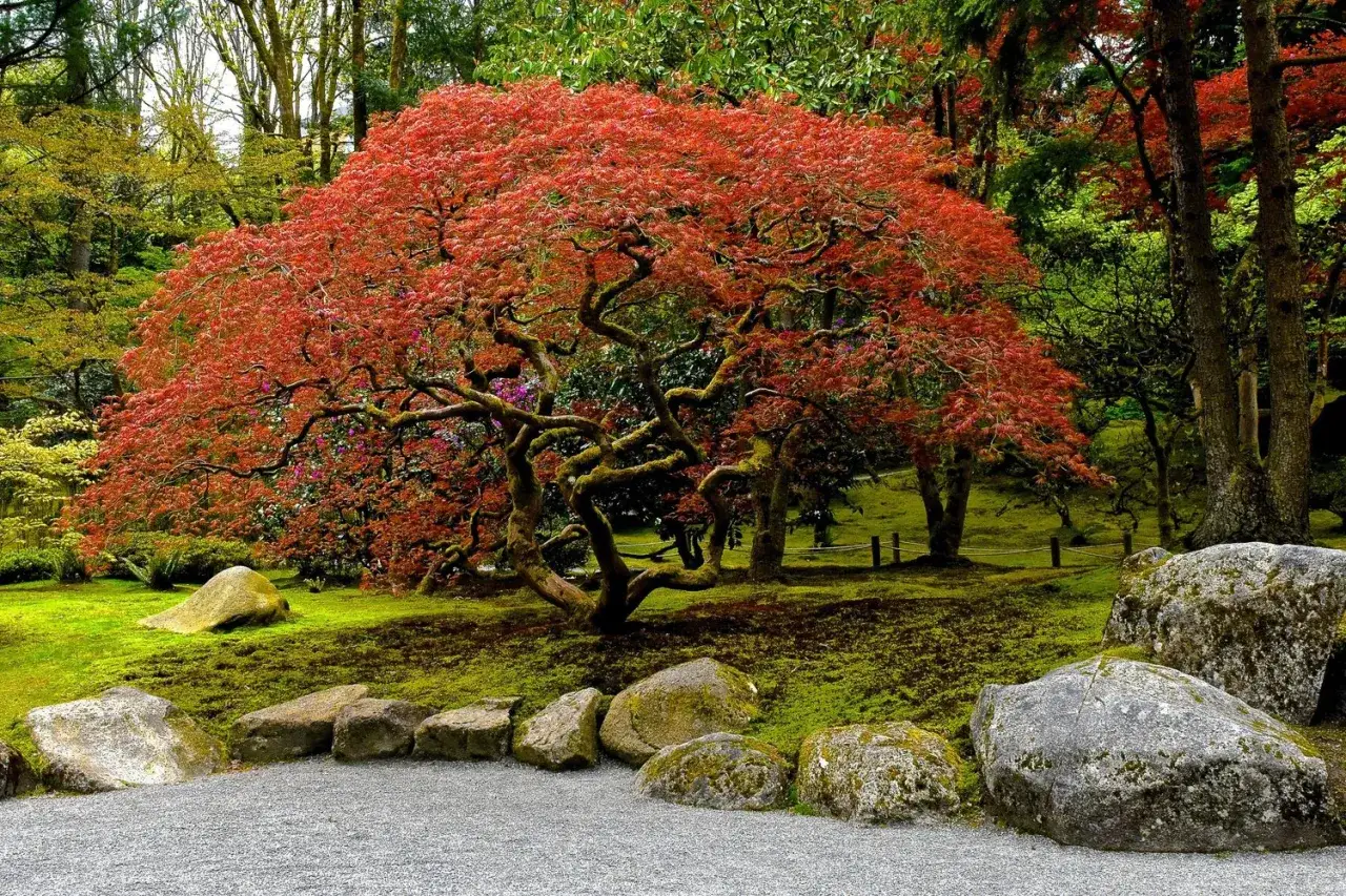 Magnifique arbre japonais aux feuilles rouges flamboyantes, ses branches tortur&eacute;es s'&eacute;tendent sur une pelouse verdoyante parsem&eacute;e de rochers moussus.