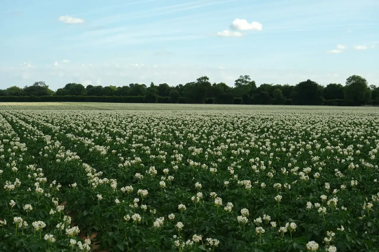 Vaste champ de pomme de terre en fleur, avec des rangées de petites fleurs blanches s'étendant à perte de vue sous un ciel bleu clair.