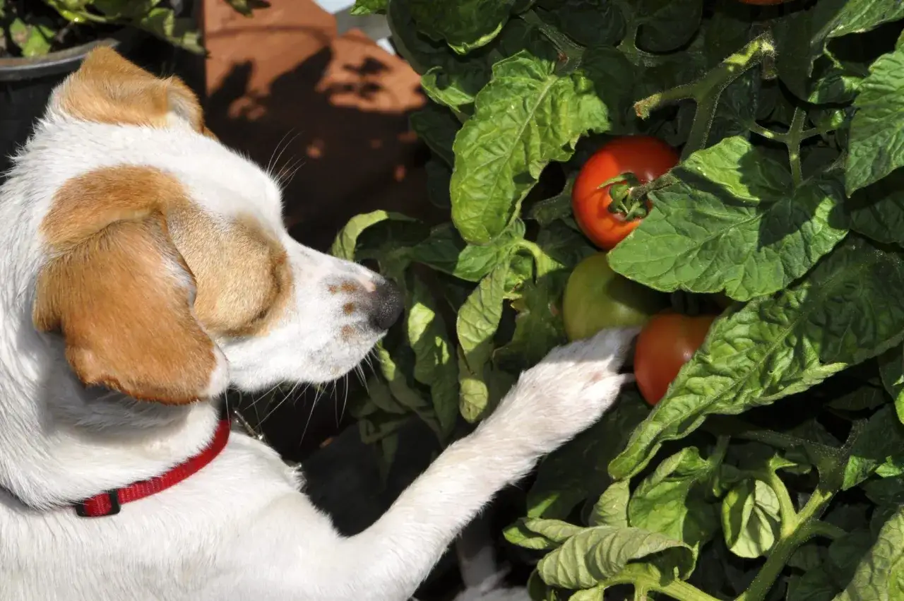 A curious dog investigates ripe tomatoes on the vine, prompting the question: can dogs eat tomatoes?