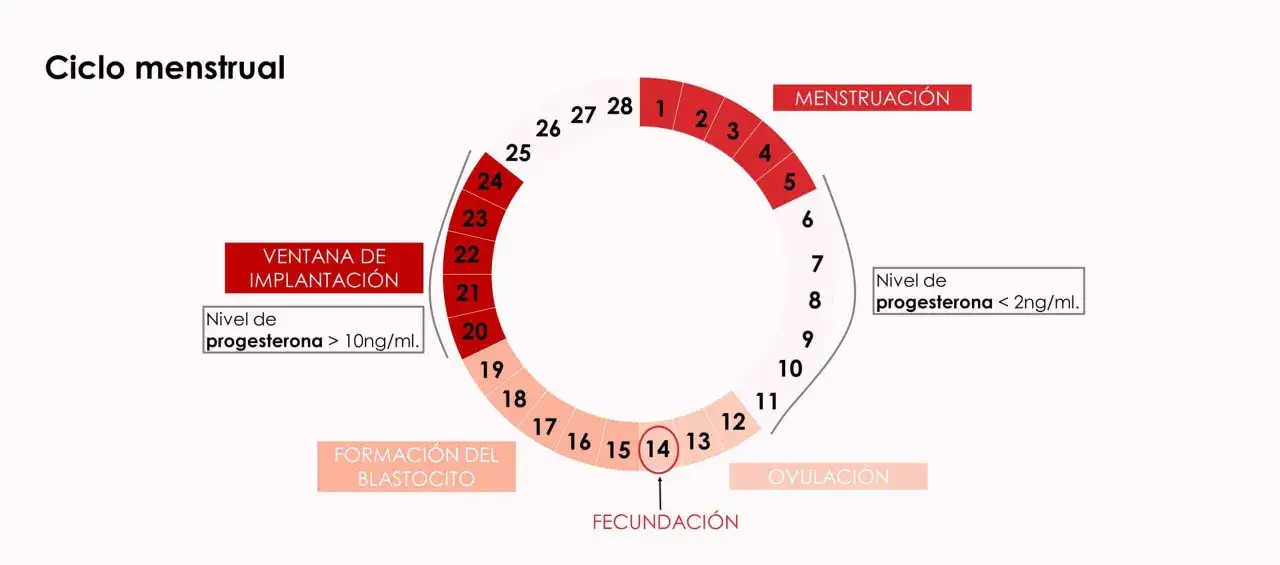 Diagrama del ciclo menstrual. Muestra la menstruaci&oacute;n, ovulaci&oacute;n, fecundaci&oacute;n, formaci&oacute;n del blastocito y ventana de implantaci&oacute;n. Niveles de progesterona var&iacute;an, con picos altos durante la ventana de implantaci&oacute;n, sugiriendo la necesidad de progestero...