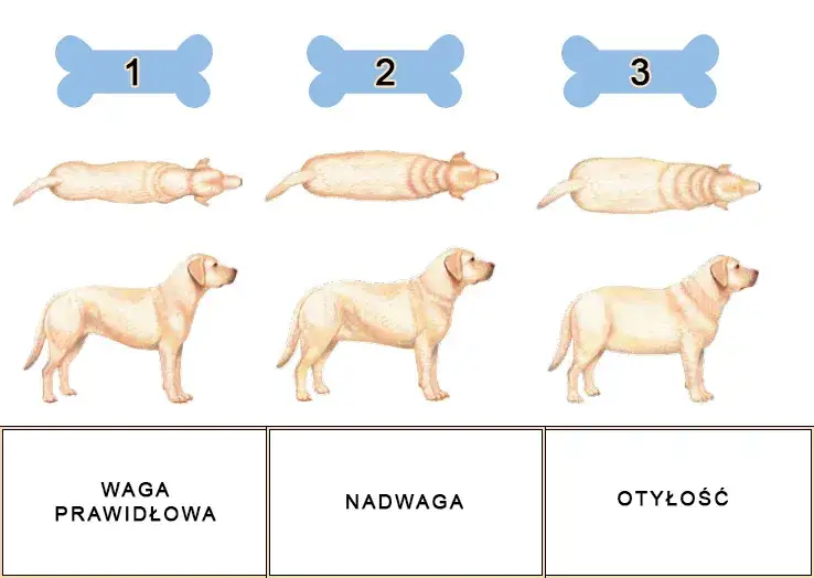 pies z nadwagą i pies zdrowy porównanie