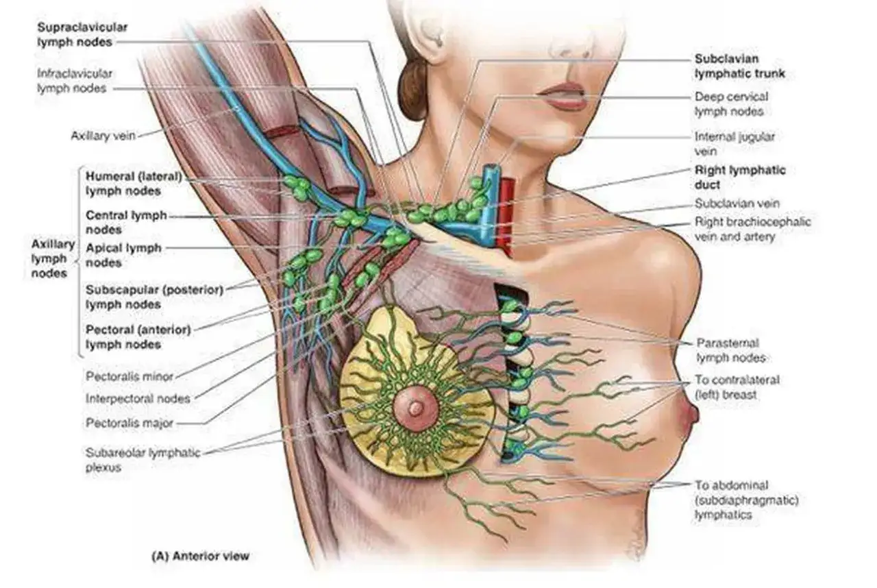 Anatomische Darstellung des Lymphsystems der Brust und Achsel. Die **lymphknoten achsel** sind als gr&uuml;ne Kugeln markiert, die mit blauen Lymphgef&auml;&szlig;en verbunden sind.