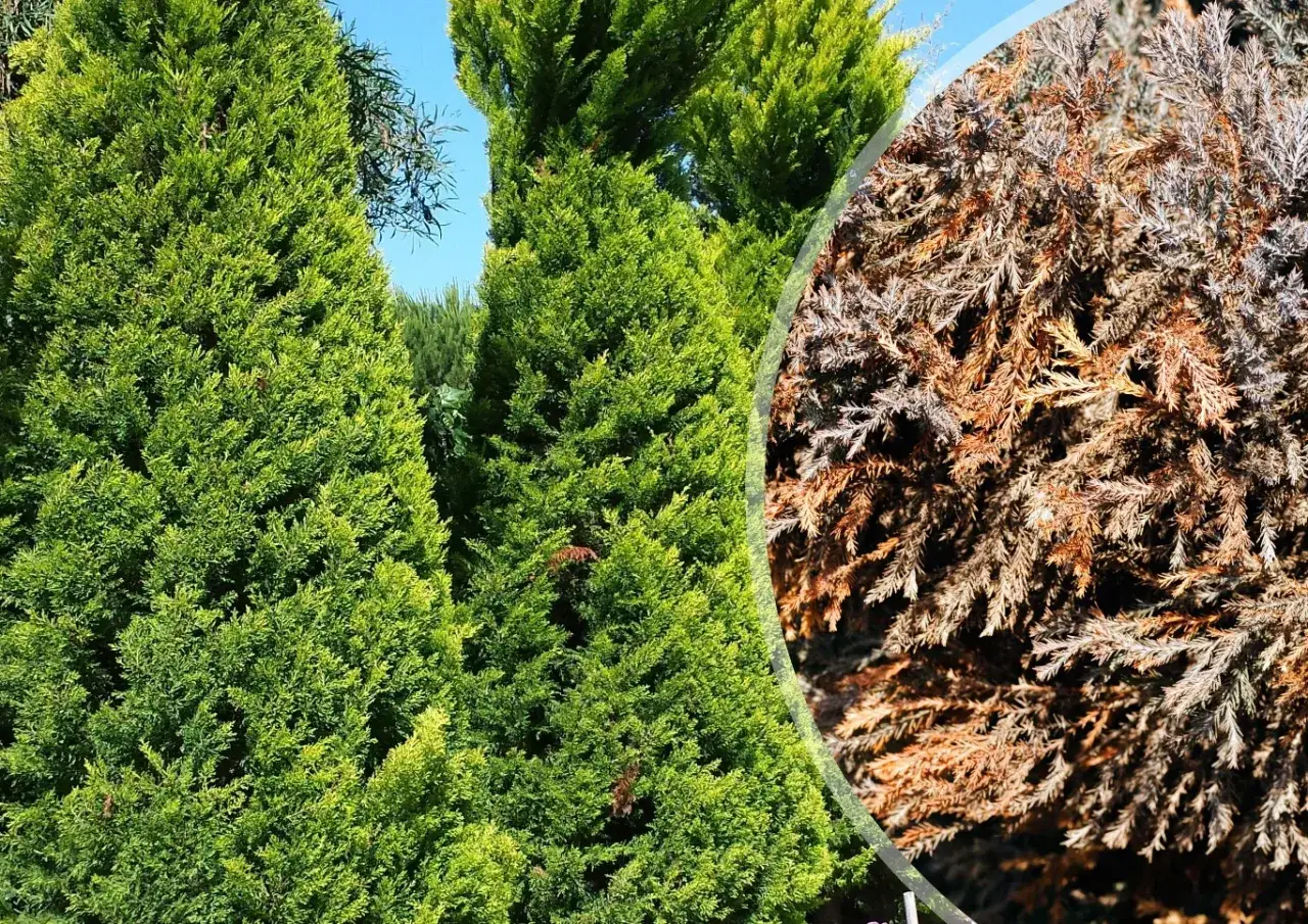 Zdrowe, zielone iglaki obok uschniętych. Poznaj domowe sposoby na brązowienie iglaków i przywróć im życie.
