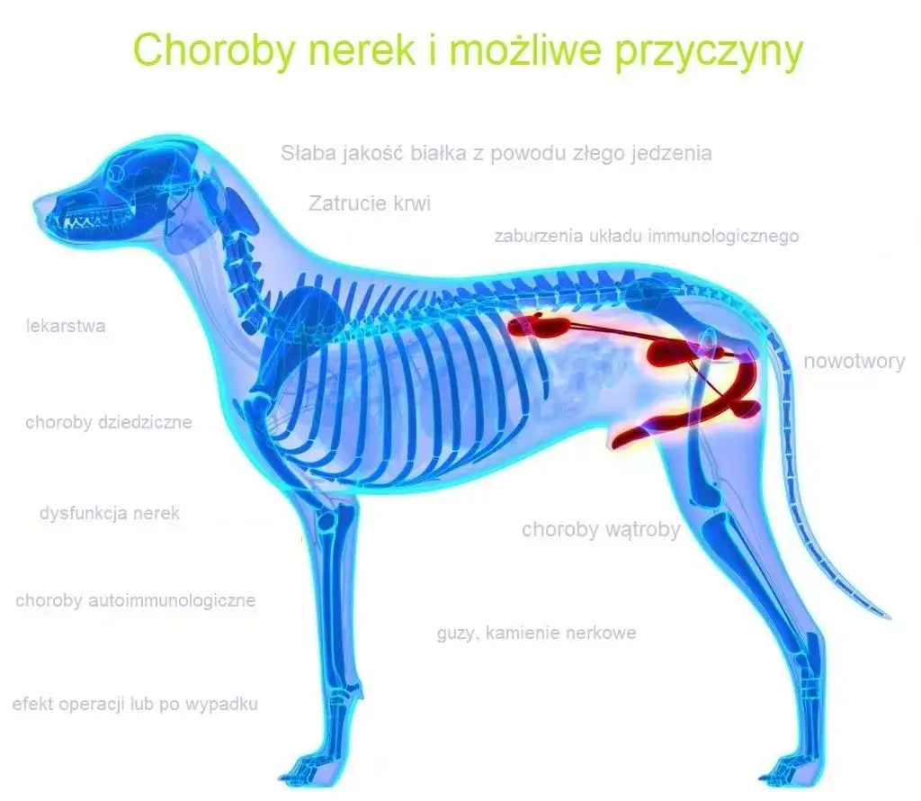 pies z chorobą nerek