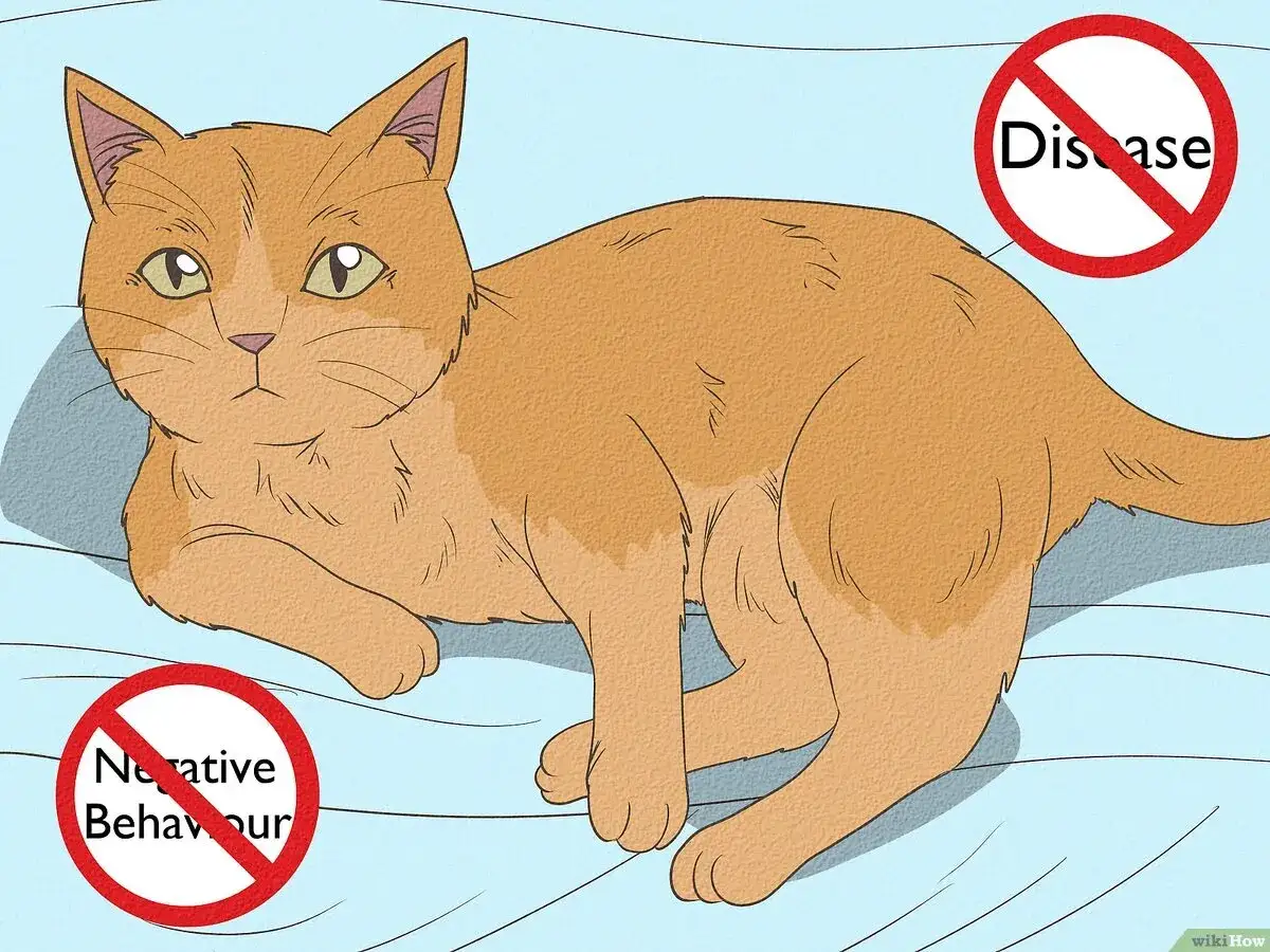 An orange cat lies on a blue surface, with