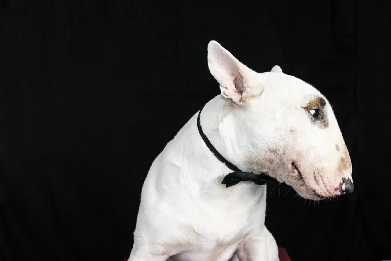 Biały bull terrier w czarnej muszce, jedna z groźnych ras ps&oacute;w, prezentuje sw&oacute;j charakterystyczny profil na czarnym tle.