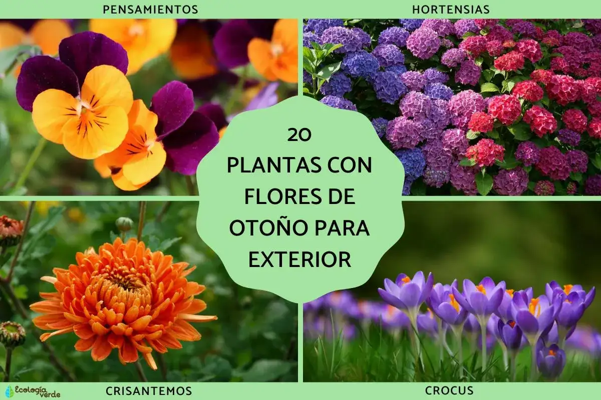 Pensamientos, hortensias, crisantemos y crocus: bellas plantas de oto&ntilde;o para tu jard&iacute;n.