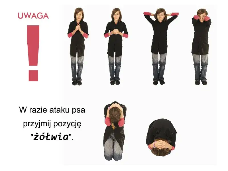 pozycja ż&oacute;łwia obrona przed psem
