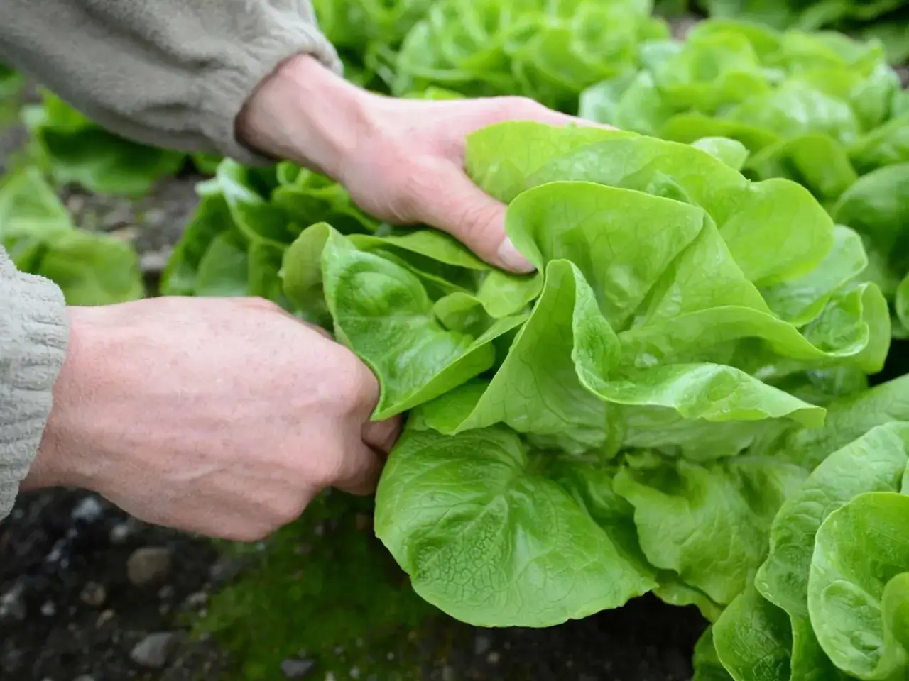 Hände ernten frischen Kopfsalat. Die grünen Blätter sind prall und saftig, ein Zeichen für den **Salat** der **Saison**.