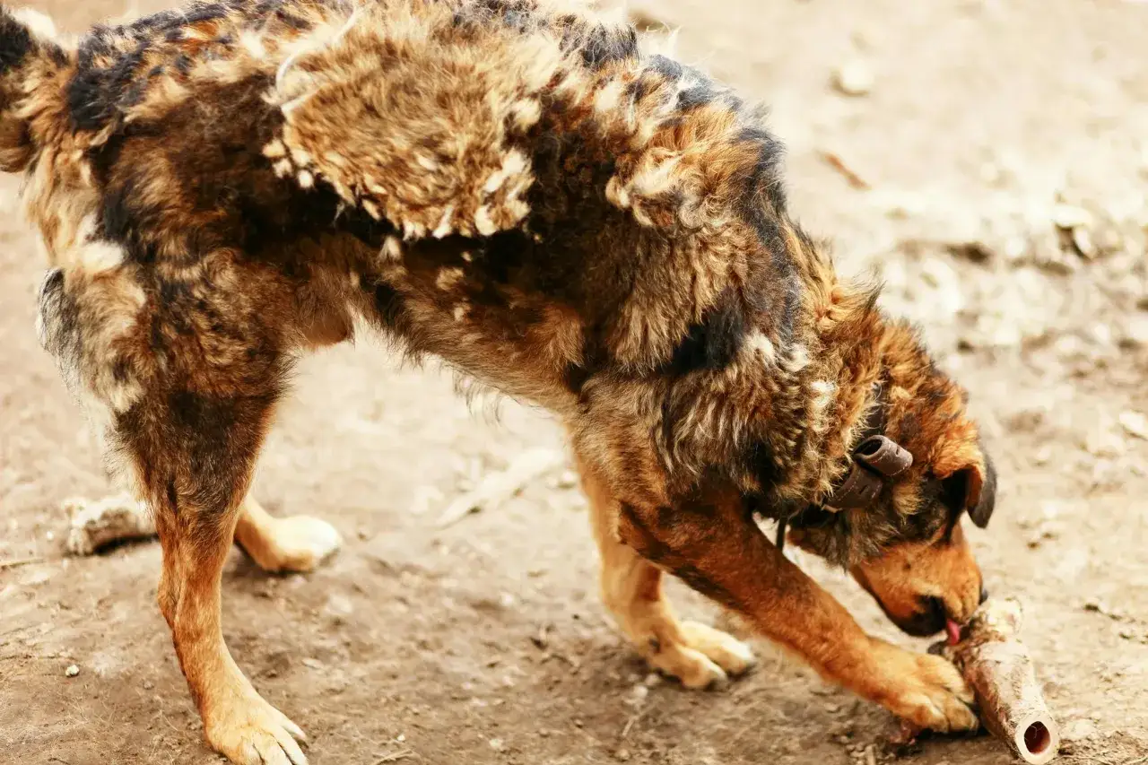 Un cane con pelo arruffato e chiazze di perdita di pelo, forse a causa della rogna, rosicchia un pezzo di legno.