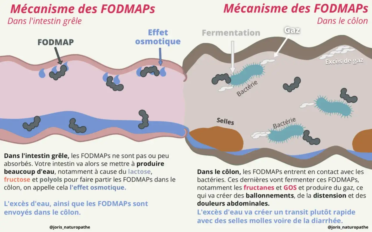 Illustration du mécanisme des FODMAPs dans l'intestin grêle et le côlon, montrant l'effet osmotique et la fermentation par les bactéries, impactant le transit intestinal.