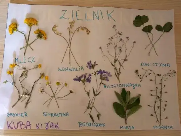 r&oacute;żne rośliny do zielnika szkolnego kolaż