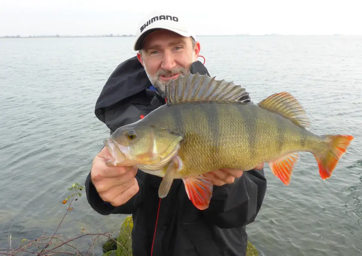 Gl&uuml;cklicher Angler pr&auml;sentiert stolz einen pr&auml;chtigen 60 cm Barsch am Seeufer.
