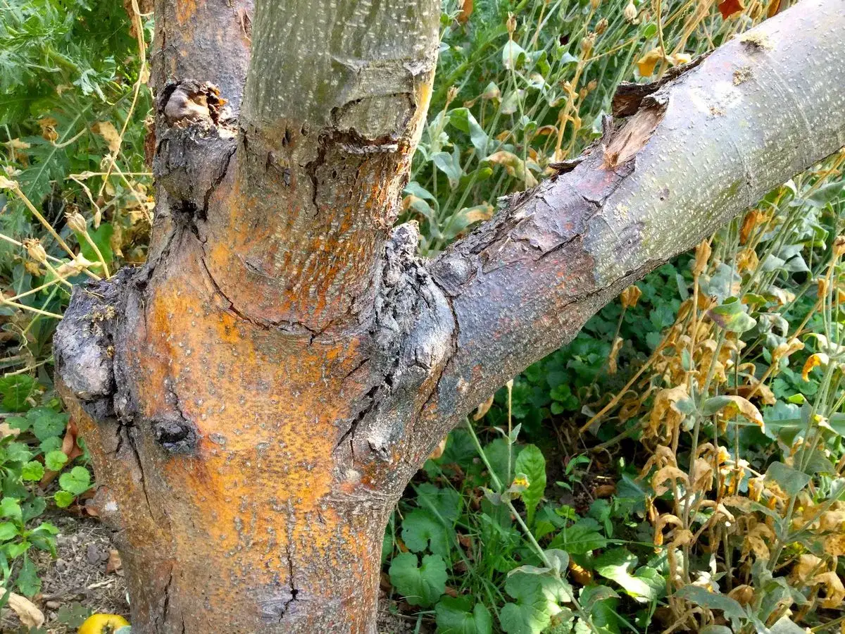 Ein alter Apfelbaum mit knorrigem Stamm, an dem ein Pilz w&auml;chst. Die Rinde ist rissig und zeigt orangefarbene Stellen.