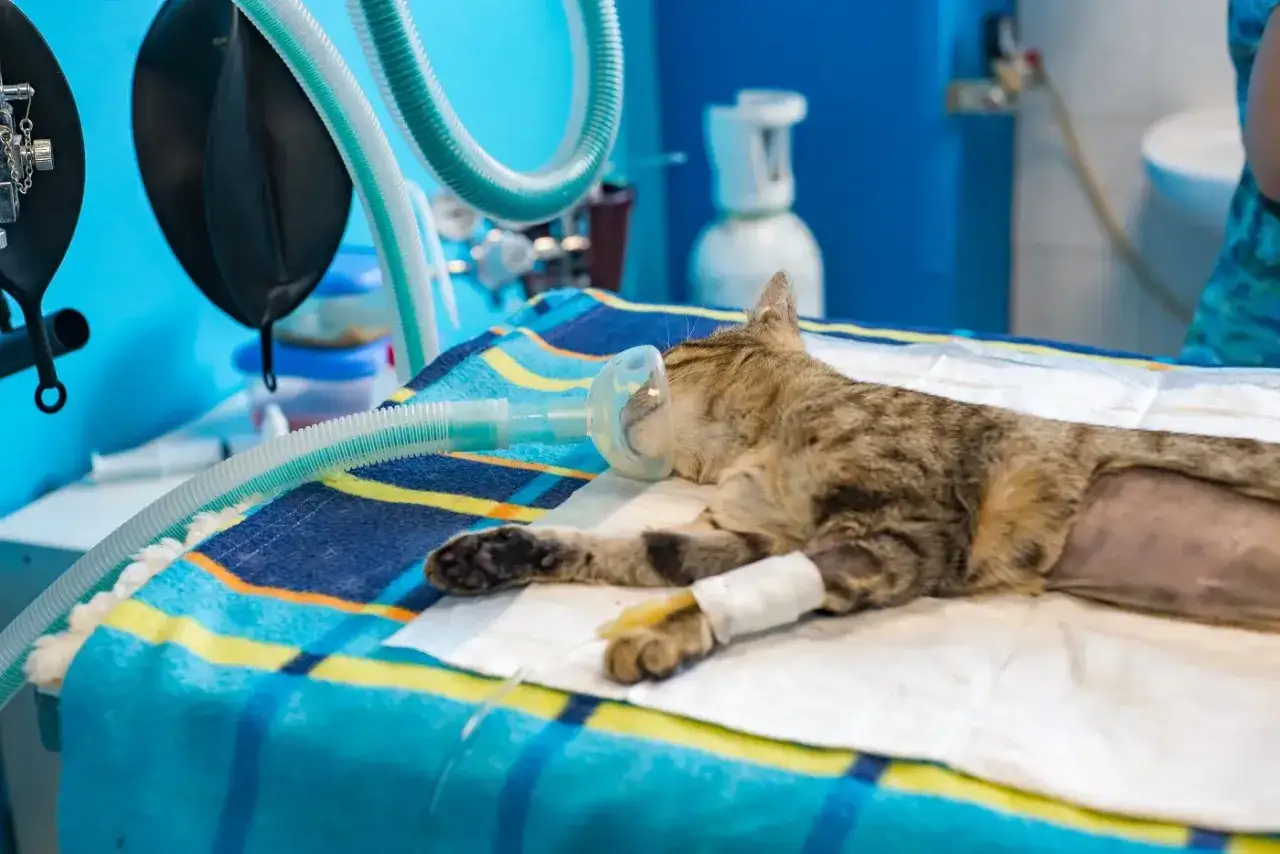 Un chat tigré, sous anesthésie, repose avec un masque à oxygène. Son comportement post-anesthésie est paisible, une perfusion est visible à sa patte.